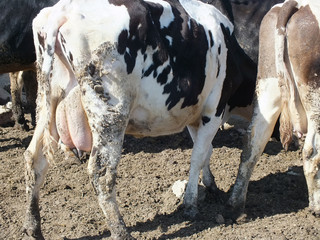 Vacas lecheras