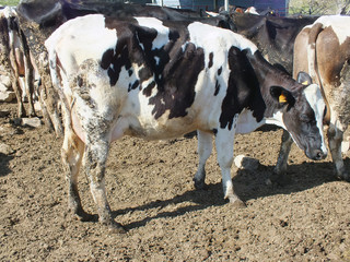 Vacas lecheras