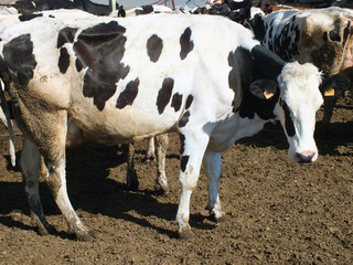 Vacas lecheras