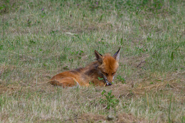 Naklejka na ściany i meble Red fox, Vulpes vulpes, in the meadow, wildife, Germany