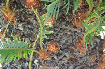 Naturaleza, plantas