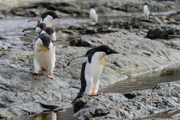 Group of adelie penguins on beach in Antarctica