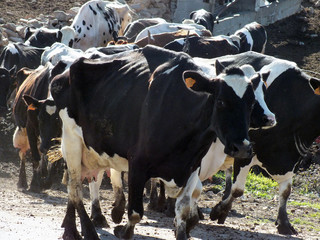 vaca lechera