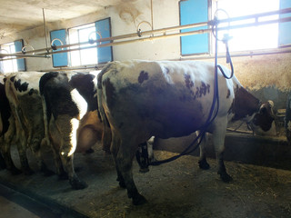 Vacas lecheras
