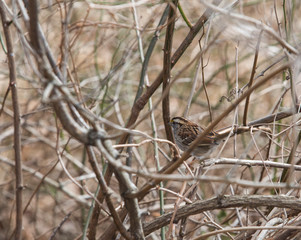 White Throated Sparrow Sitting Amongst The Rose Canes