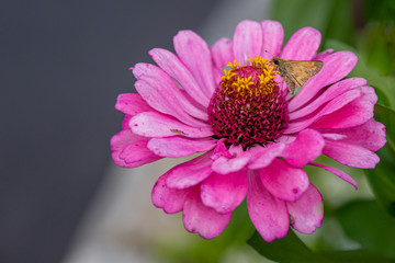 A moth on a pink flower on a summer day 