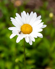 A bug on a Summer Daisy 