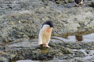 Fototapeta premium Adelie penguin standing on beach in Antarctica