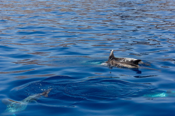 Pilot whale mother swimming along with baby. Group of cetaceans above and underwater on intense blue ocean