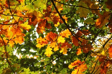 Oak Leaves in Autumn.