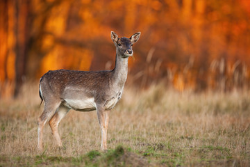 Side view of a wild fallow deer, dama dama, watching attentively in nature at sunset. Elegant female mammal standing on a meadow in forest at autumn evening.