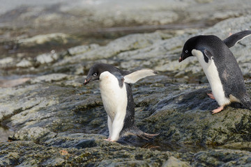 Adelie penguin standing on beach in Antarctica