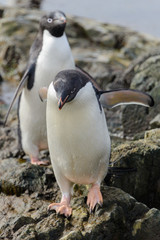 Adelie penguin standing on beach in Antarctica