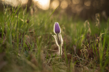 Pulsatilla grandis - Beautiful Pasque Flower at sunset in meadow. Photo has beautiful bokeh.