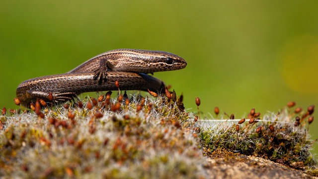 Front view of a European copper skink, ablepharus kitaibelii with blurred green background standing on its own tail in summer nature. Snake eyed reptile in natural environment.