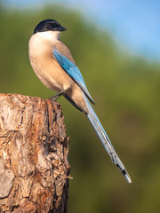 Rabilargo