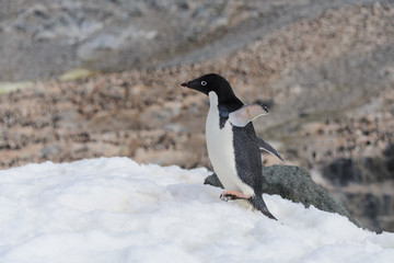 Adelie penguin standing on beach in Antarctica