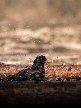 Black starling taking a bath