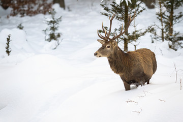Hungry red deer, cervus elaphus, looking for something to eat in winterime. Solitary stag with beautiful antlers wading through the snow in its natural habitat. Strong mammal struggling to survive.
