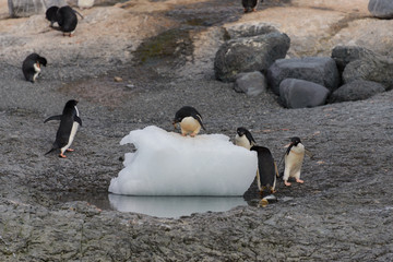 Adelie penguin standing on ice in Antarctica