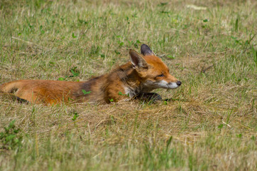 Red fox, Vulpes vulpes, in the meadow, wildife, Germany