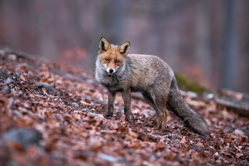 Sad red fox, vulpes vulpes, with fluffy long tail standing and posing in the woods. Forest mammal hunting in its natural habitat during fall. Solitary fox looking sad and innocent.