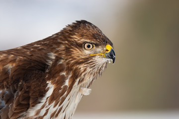 Portrait of a common buzzard, buteo buteo, with copy space in wintertime. Wild bird with yellow beak looking intensely in natural environment. Raptor in Slovakia, Europe.