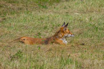 Red fox, Vulpes vulpes, in the meadow, wildife, Germany