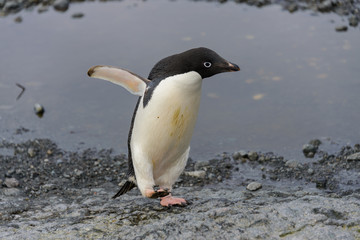 Fototapeta premium Adelie penguin going on beach in Antarctica
