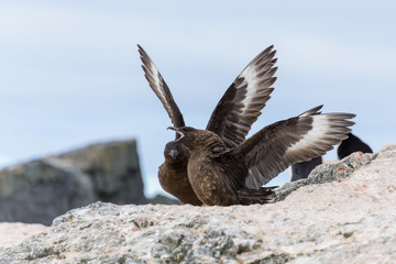 Antarctic scua on beach