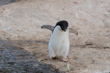 Adelie penguin going on beach in Antarctica