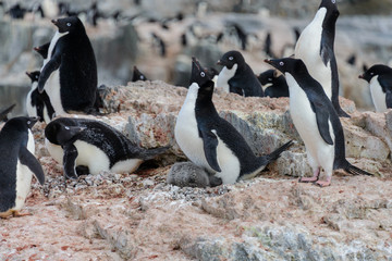 Group of adelie penguins on beach in Antarctica