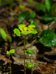 Blooming Golden Saxifrage, Chrysosplenium alternifolium, with bokeh background, shallow DOF, soft edges