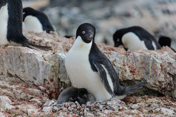 Fototapeta premium Adelie penguin with chicks in nest in Antarctica