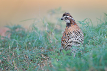 Northern Bobwhite (Colinus virginianus) male, South Texas, USA