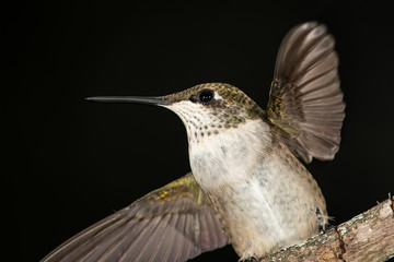 Close up of a Ruby Throated Hummingbird Against a Dark Background