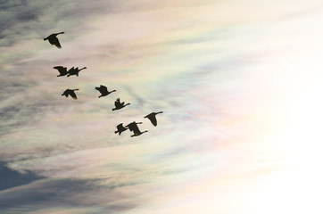 Flock of Canada Geese Silhouetted As They Fly into the Bright Sun