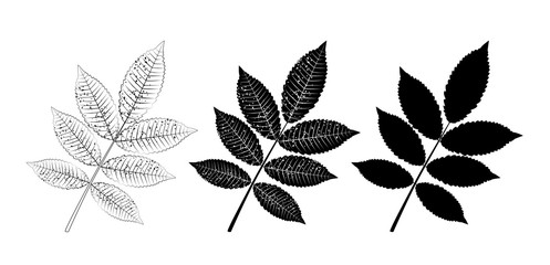 Vector set of ash leaves, outline and silhouette. Vector icon - obrazy, fototapety, plakaty
