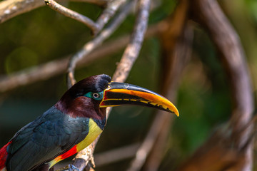 Green Aracari in Colombia. The green aracari, or green araari (Pteroglossus viridis), is a toucan, a near-passerine bird.