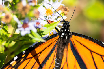 Monarch Butterfly Sipping Nectar from the Accommodating Flower