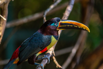 Green Aracari in Colombia. The green aracari, or green araari (Pteroglossus viridis), is a toucan, a near-passerine bird.