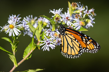 Monarch Butterfly Sipping Nectar from the Accommodating Flower
