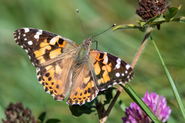 Fototapeta na wymiar Painted Lady Butterfly Sipping Nectar from the Accommodating Flower