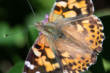 Fototapeta na wymiar Painted Lady Butterfly Sipping Nectar from the Accommodating Flower