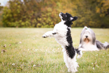 Fototapeta premium poodle puppy want food. black and white puppy looks like sheep. He look so ambitious. He will get it
