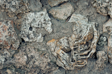 an element of rock with the remains of skeletons of ancient creatures