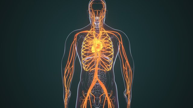 3d rendered anatomy illustration of the human vascular system