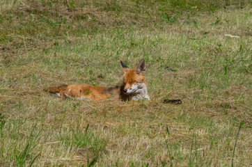 Red fox, Vulpes vulpes, in the meadow, wildife, Germany