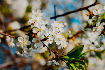 branch of a blossoming white apple tree, sunny day, close-up