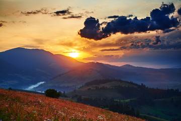 wildflowers, meadow and beautiful sunset in carpathian mountains - summer landscape, spruces on hills, dark cloudy sky and bright sunlight